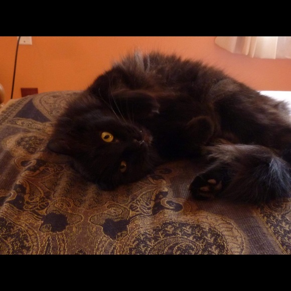 Meet your Posher, Dahnya - Picture 4 of 6